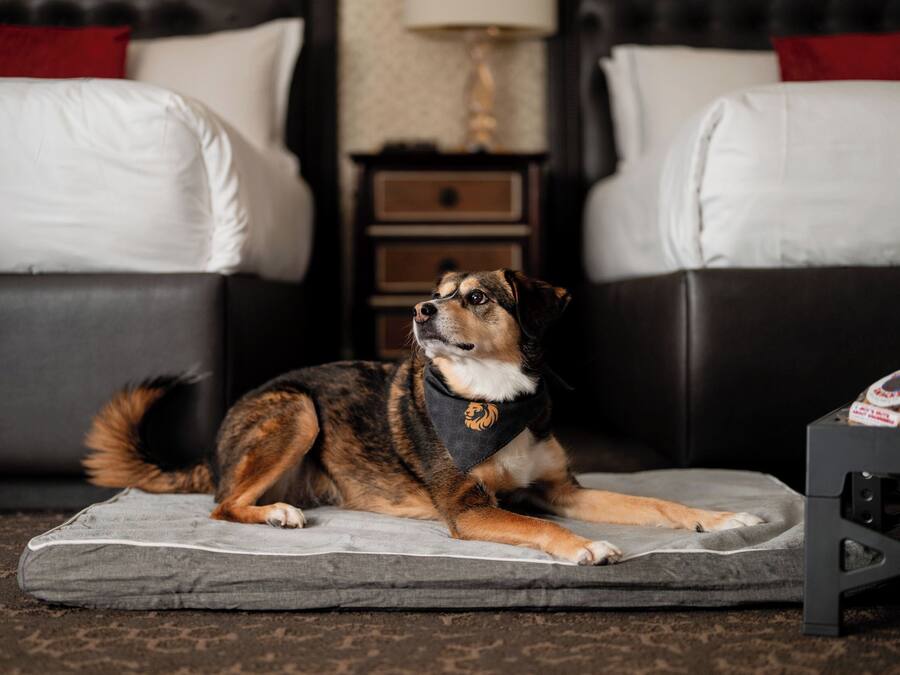 Un perro descansando sobre una cama gris para mascotas en una habitación de hotel con un sofá negro y almohadas blancas.