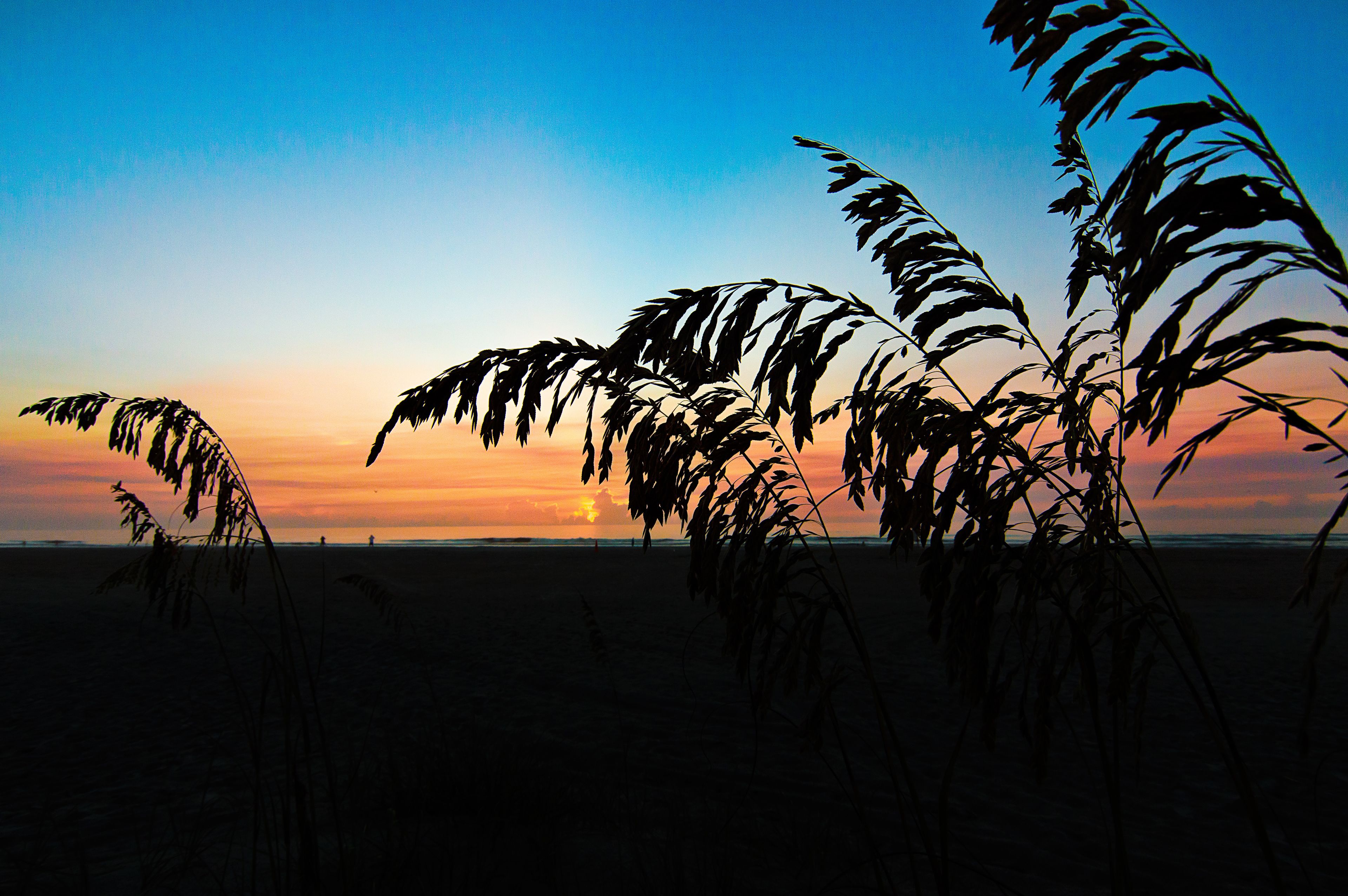 Une plage où se découpent les silhouettes d’herbes hautes sur un ciel embrasé par le coucher de soleil.