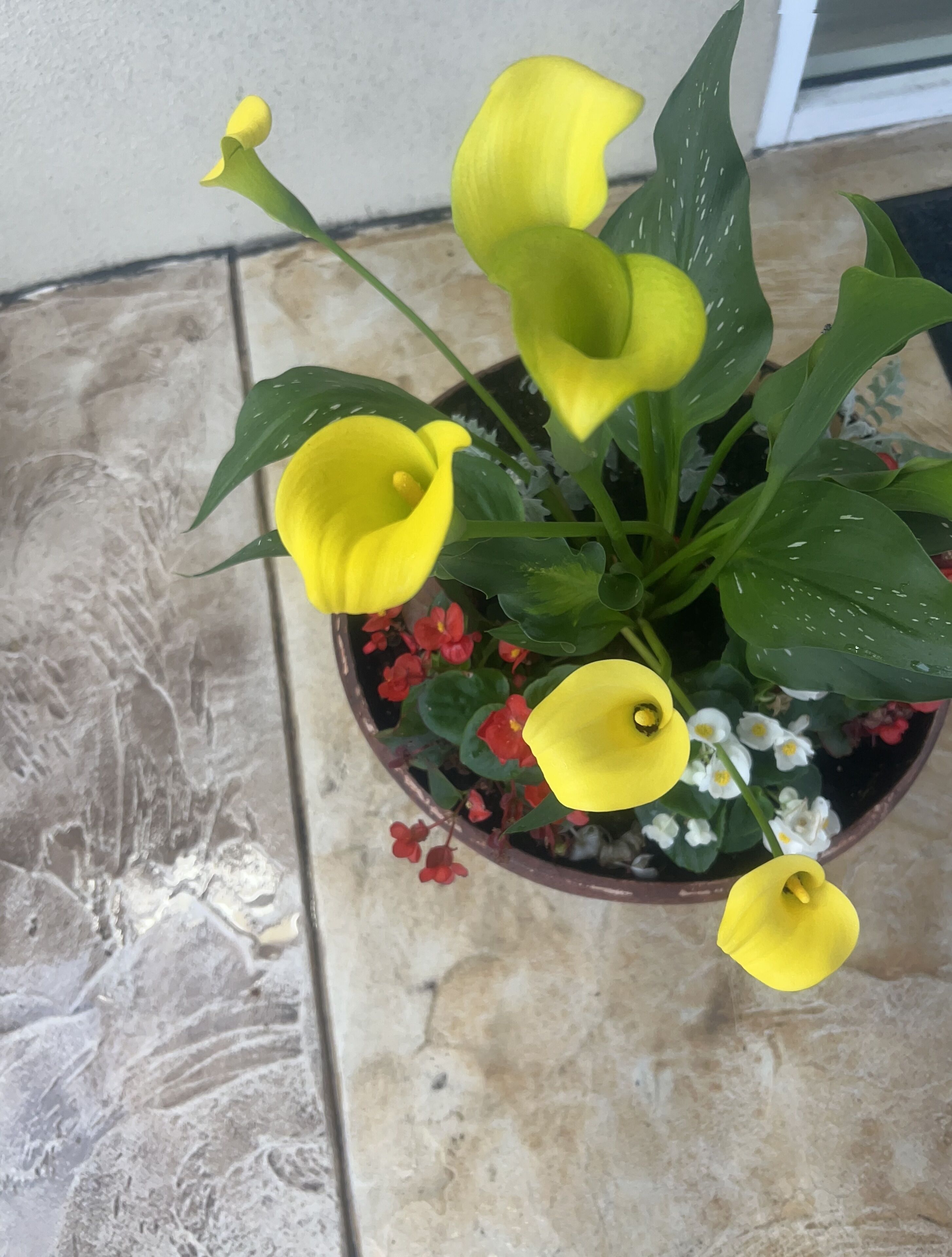 A potted plant with yellow flowers and green leaves on a tiled floor.