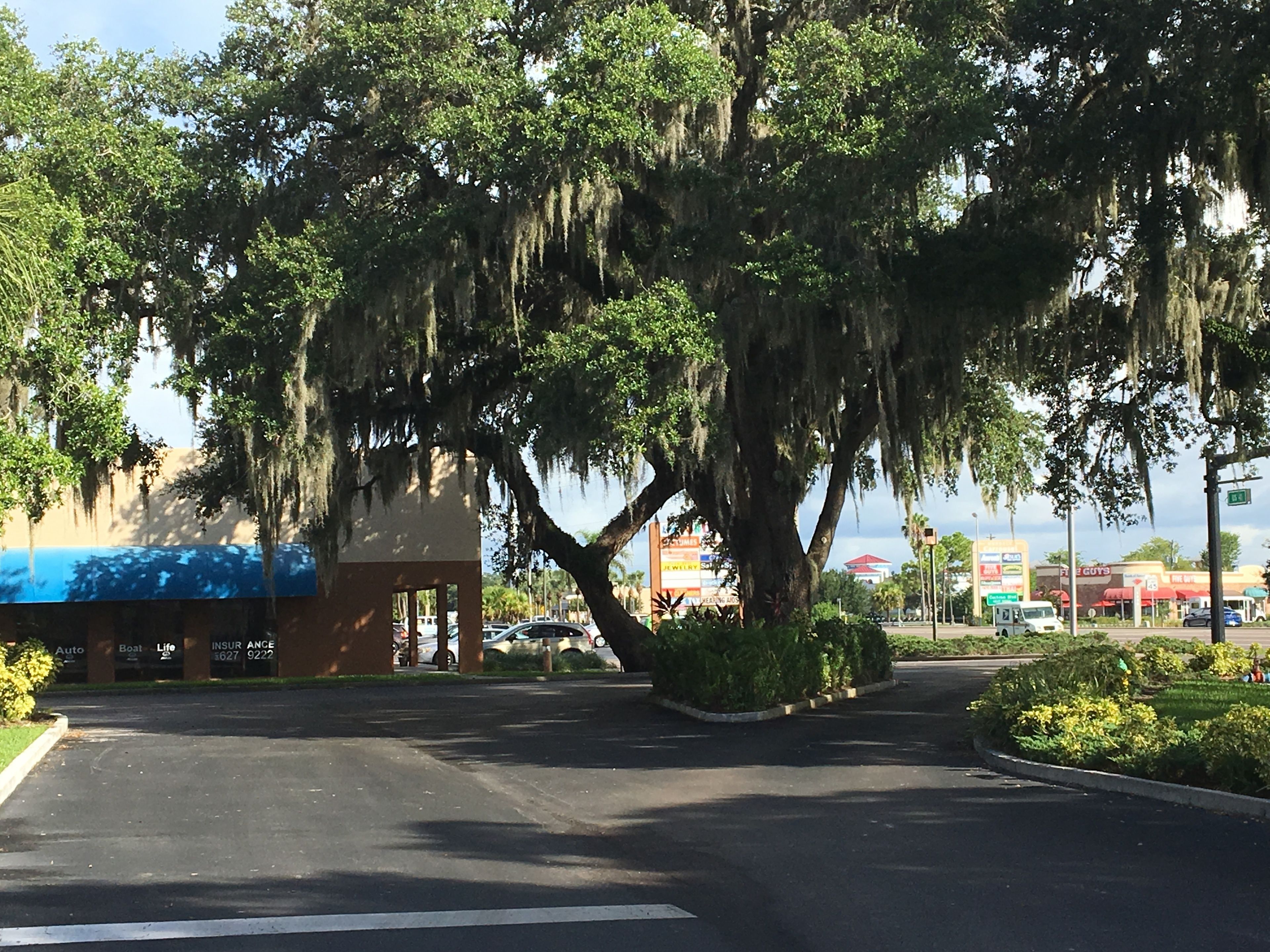 A parking lot with a large tree in the center, surrounded by greenery.