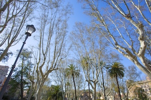 Una escena callejera con árboles altos, una farola y edificios al fondo.