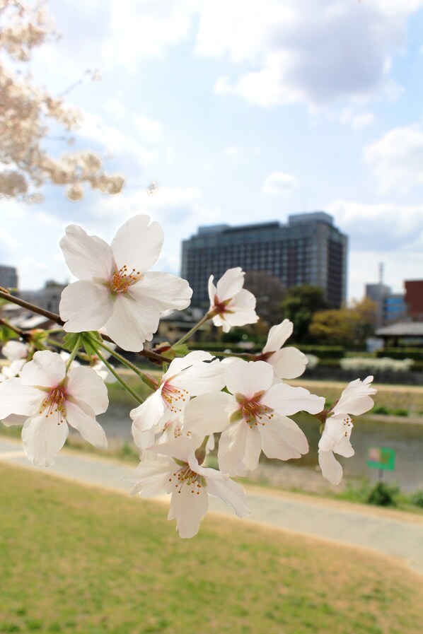 Une vue sur des fleurs de cerisier avec une silhouette urbaine en arrière-plan.