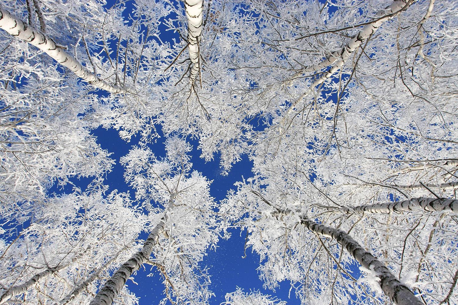 A view of birch trees with snow-covered branches against a clear blue sky.