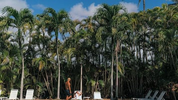 Una piscina con sillas de descanso y palmeras al fondo.