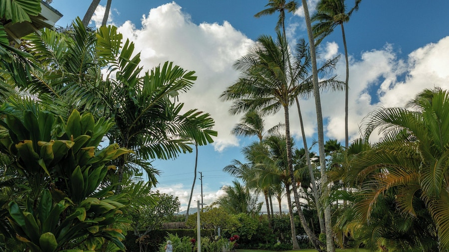 Plantation Hale Suites