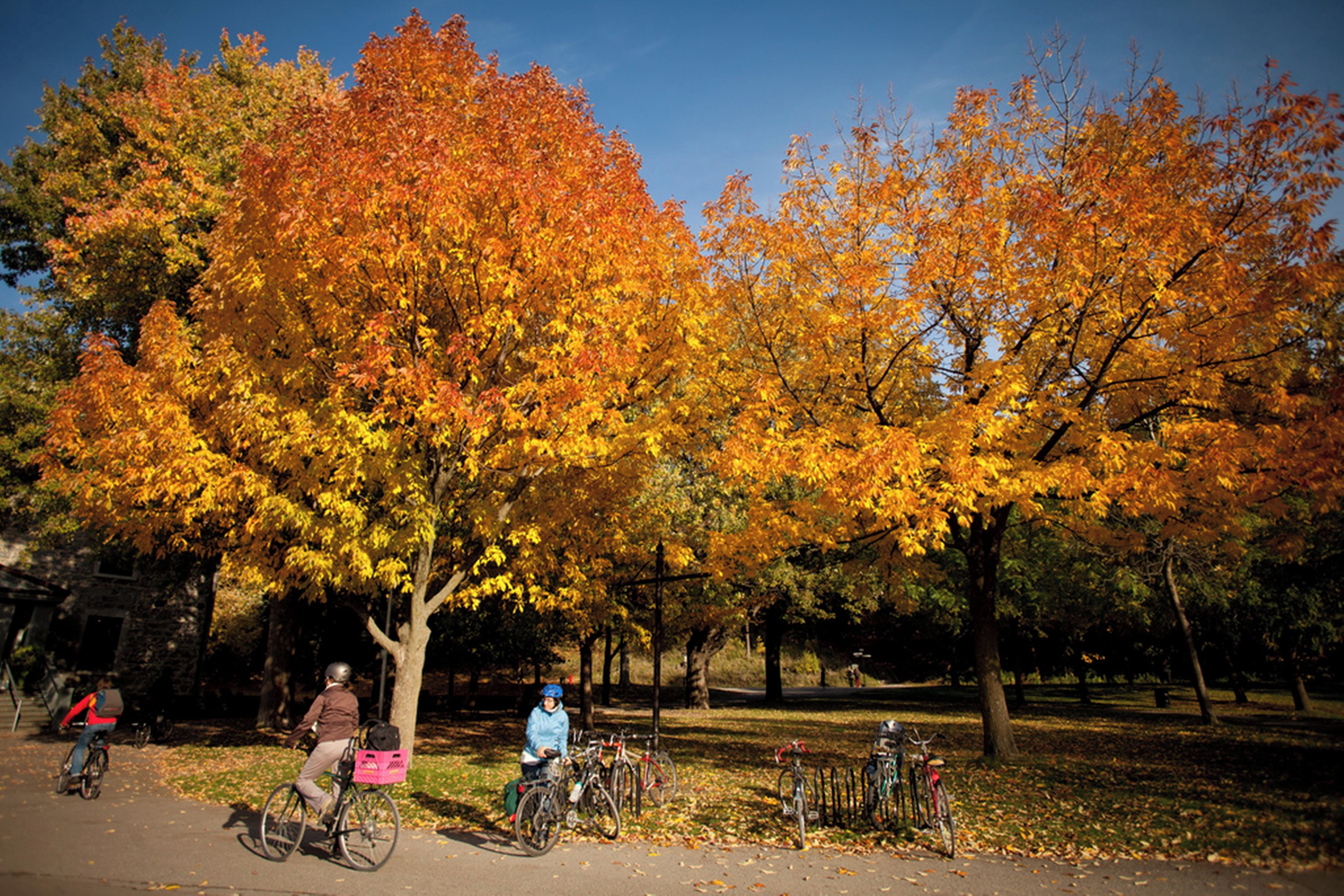 Een park met herfstbomen, een verhard pad en fietsen.