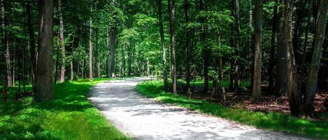 A forested path with tall trees and a dirt road.