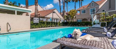 Zona de piscina con una silla de descanso, un perro pequeño sobre una toalla y una piscina de agua cristalina azul.