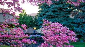 A garden with pink flowers and a building in the background. - Mirabeau Park Hotel & Convention Center (Spokane Valley)