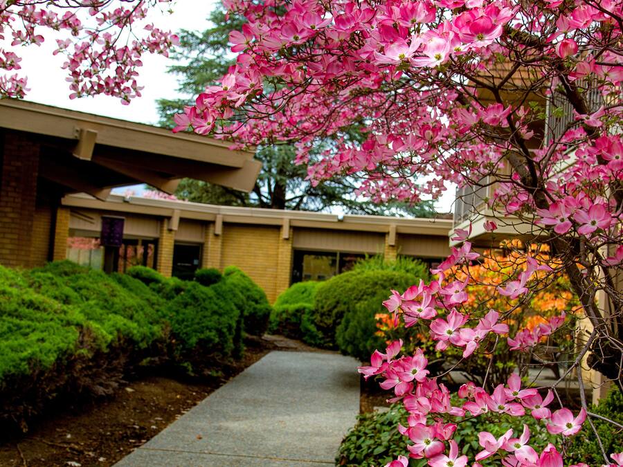 Un sendero bordeado por árboles en floración de color rosa y un edificio con fachada de ladrillo.
