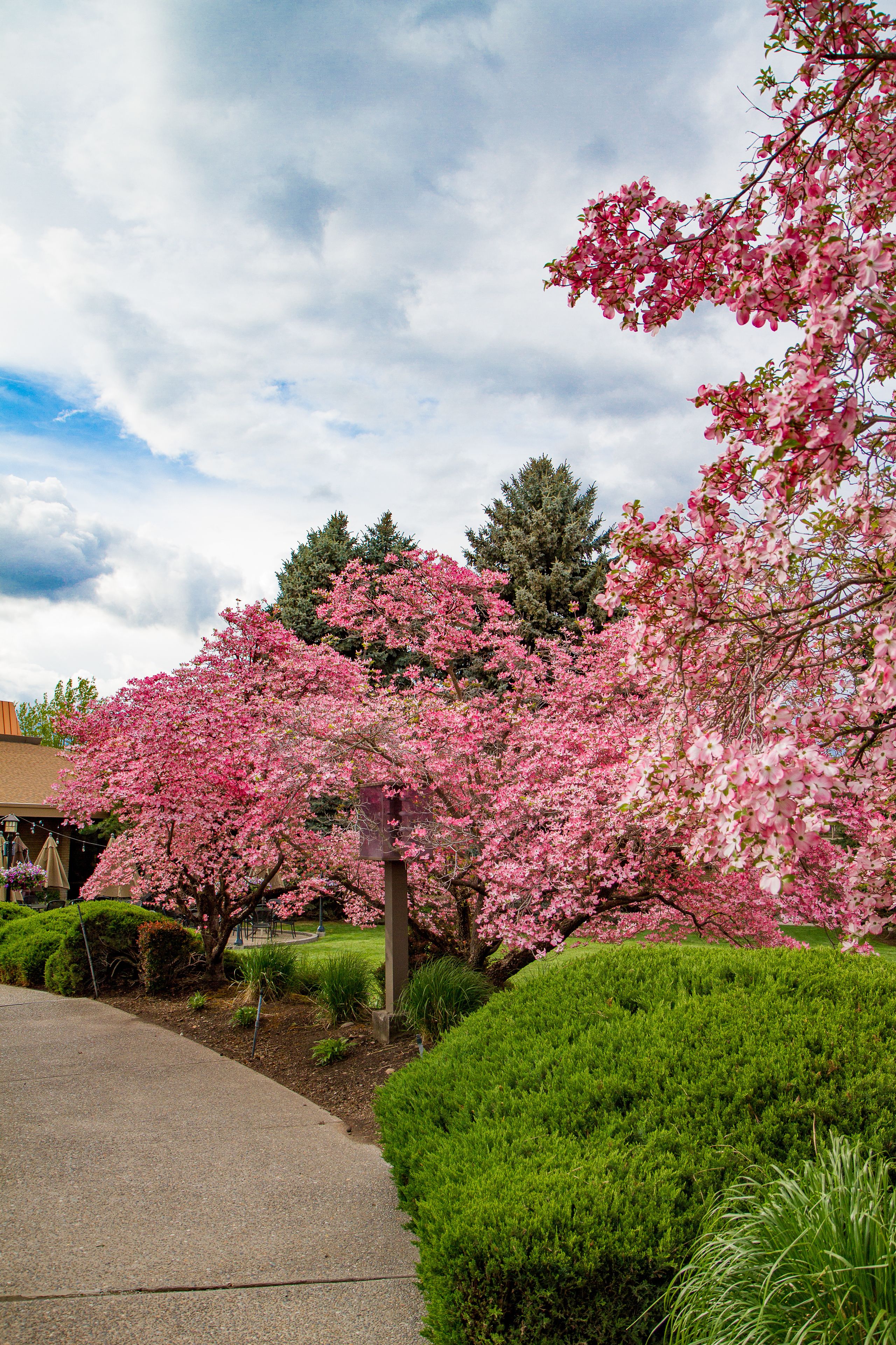 A residential area with a well-maintained garden featuring pink flowering trees and neatly trimmed hedges.