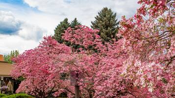 A residential area with a well-maintained garden featuring pink flowering trees and neatly trimmed hedges.