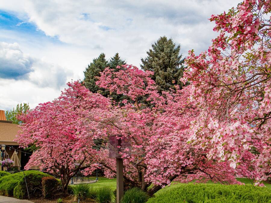 A residential area with a well-maintained garden featuring pink flowering trees and neatly trimmed hedges.
