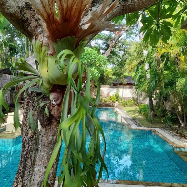 Piscina externa, guarda-sóis, espreguiçadeiras