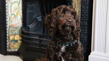 A dog sitting in front of a fireplace with intricate designs and a decorative panel.
