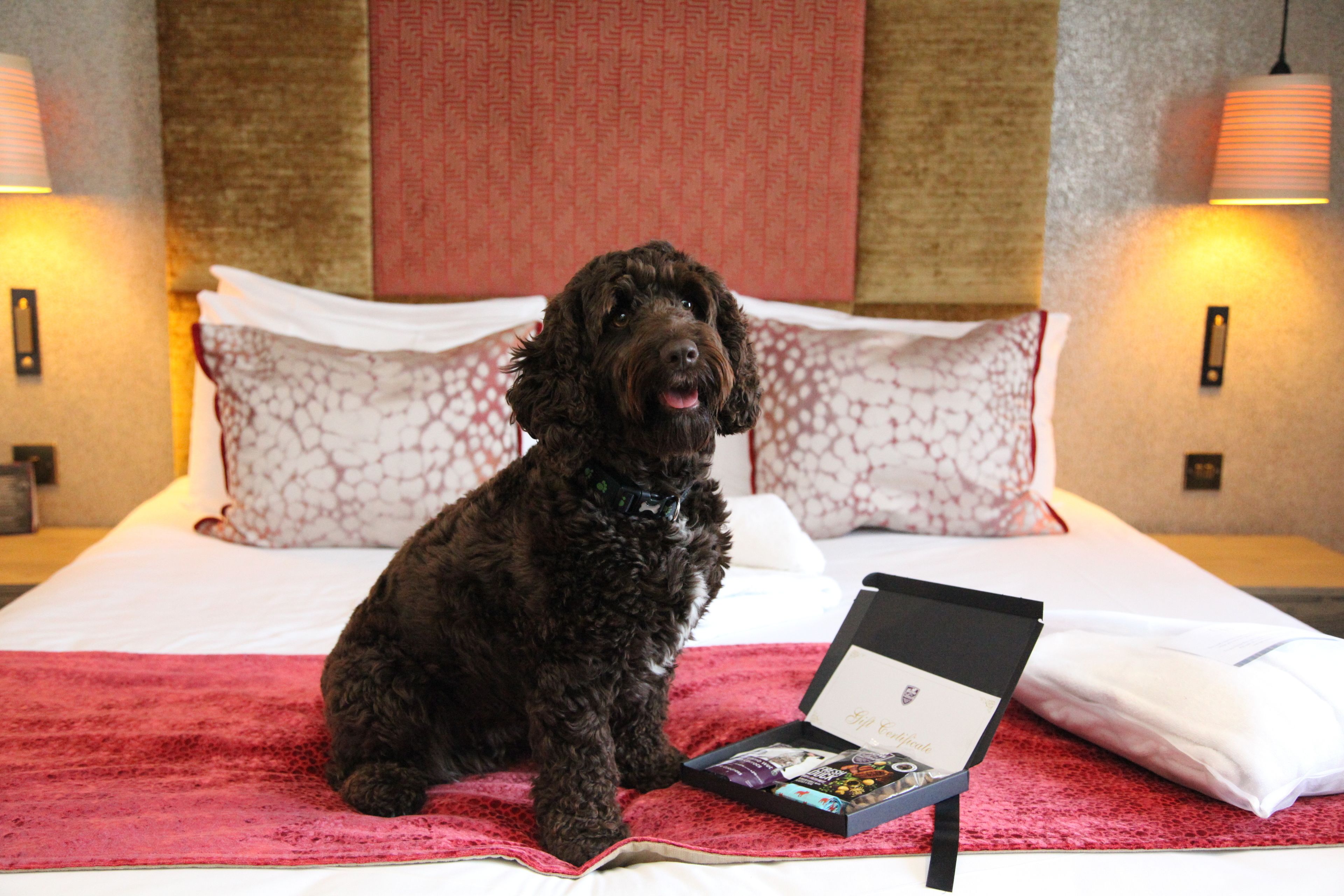 A black dog sitting on a bed with a red blanket, a white pillow, and a small black box with a card.