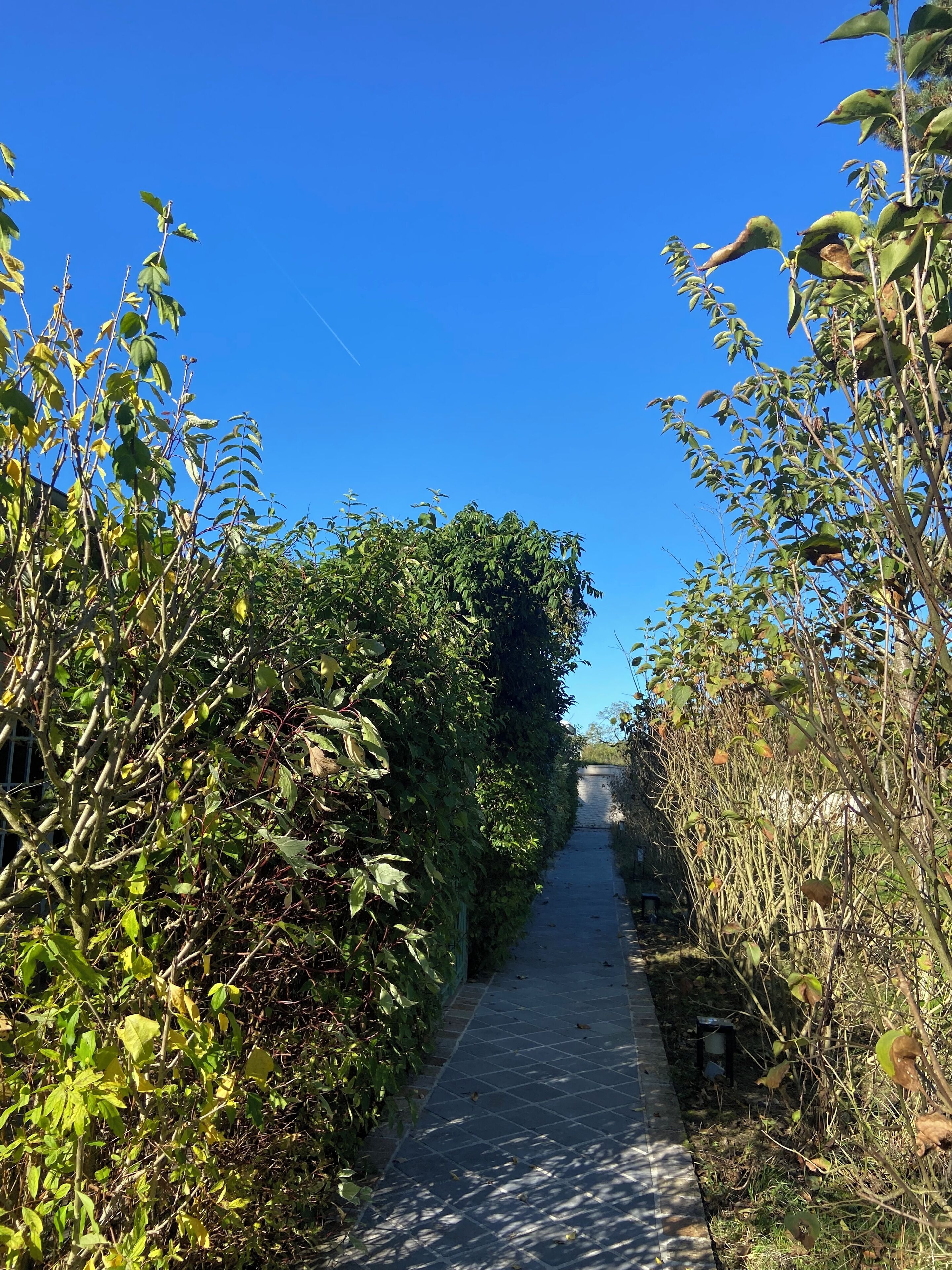 basic room | garden view