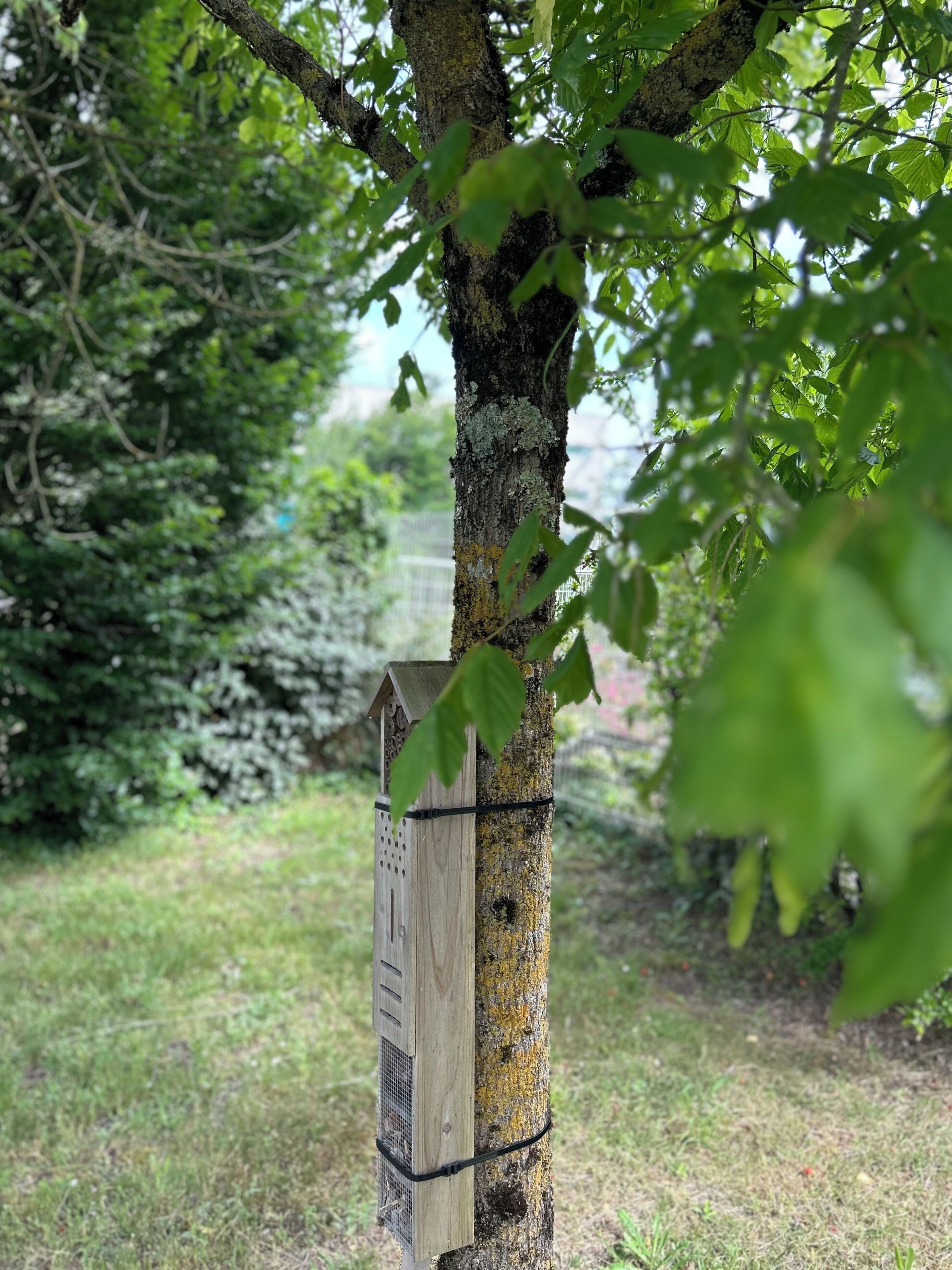 A wooden birdhouse attached to a tree trunk with lichen, surrounded by greenery.