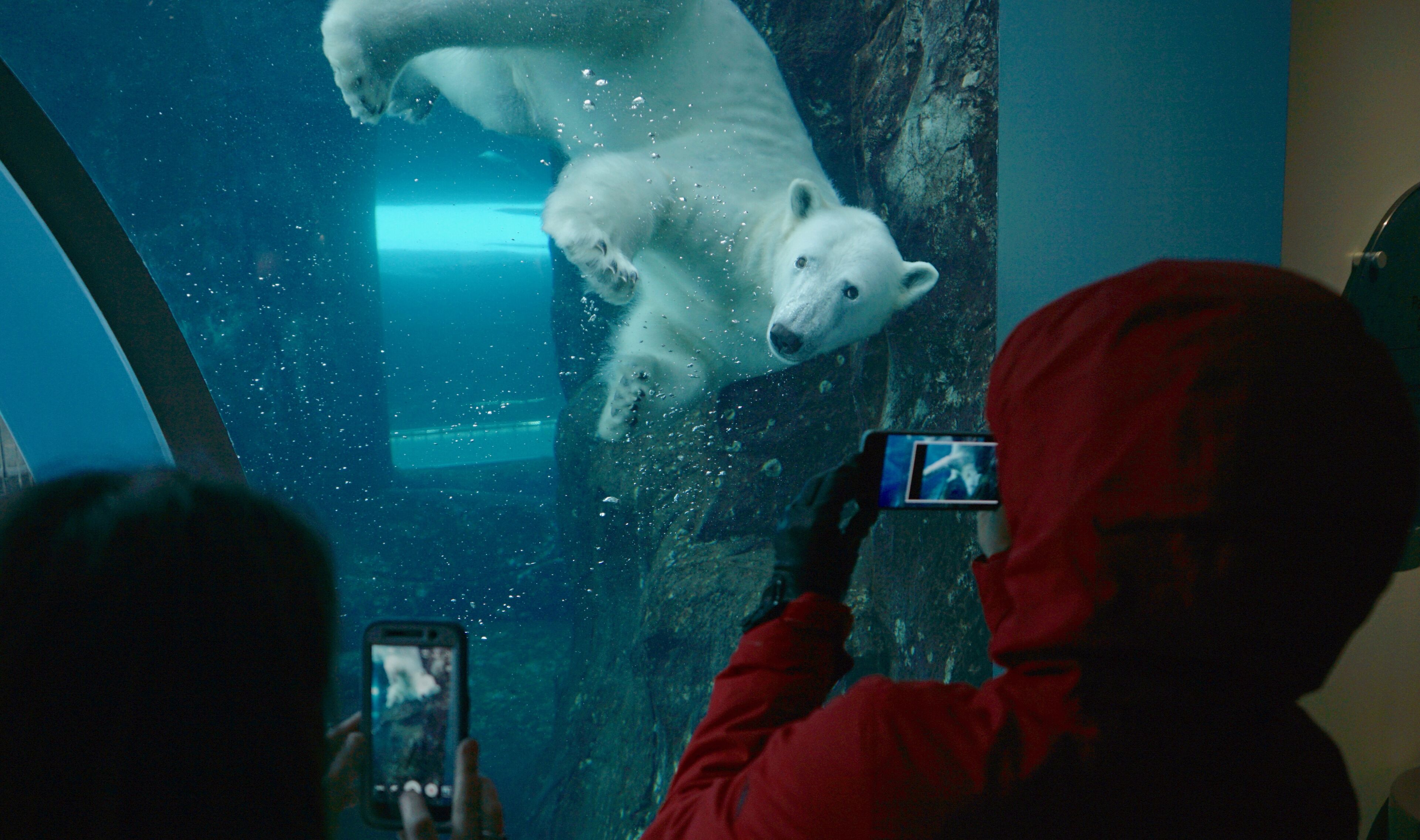 A polar bear swimming in an aquarium.