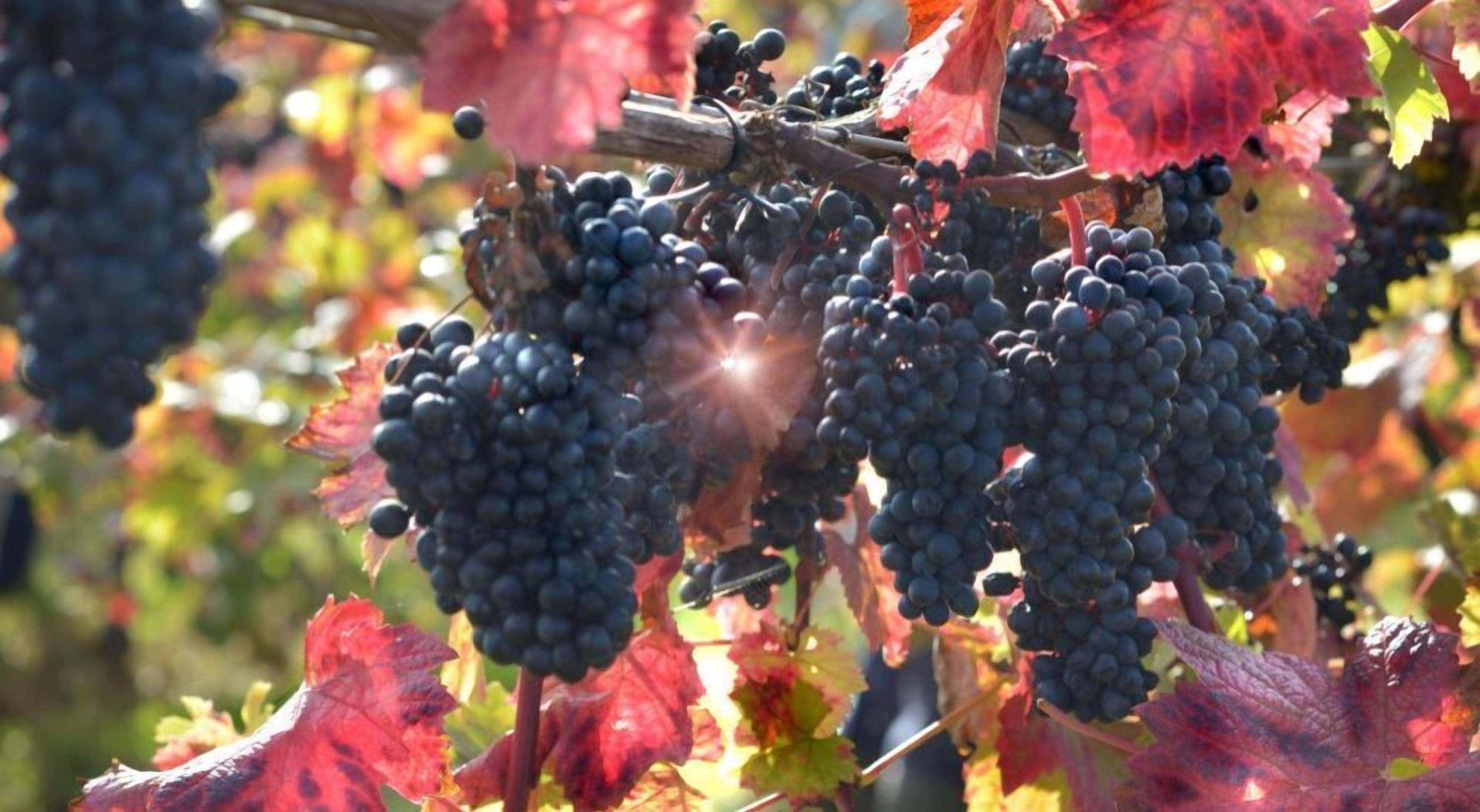 Foto - Shillingford Bridge Hotel