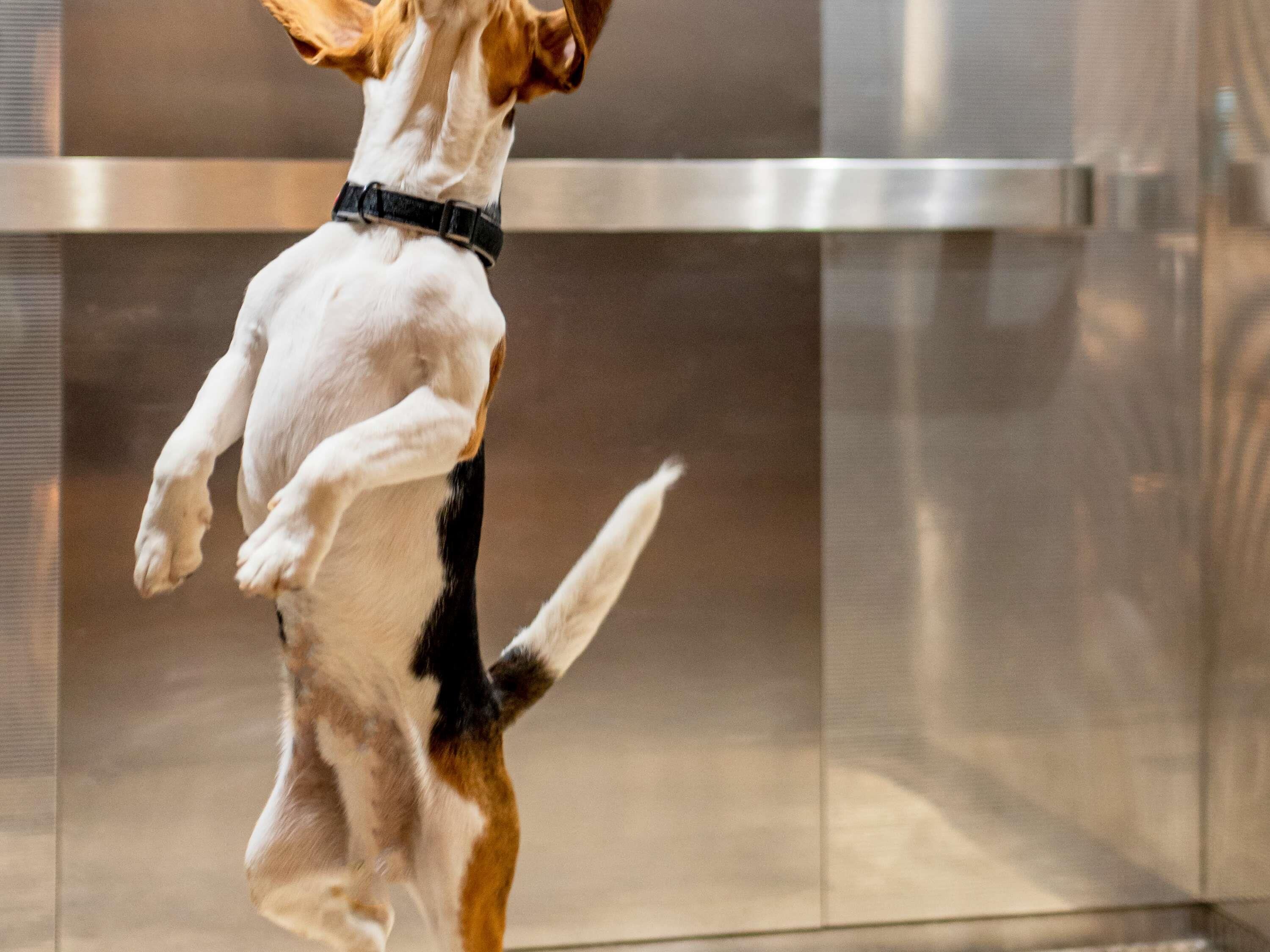 A dog standing on its hind legs.