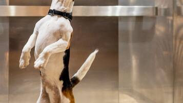 A dog standing on its hind legs.