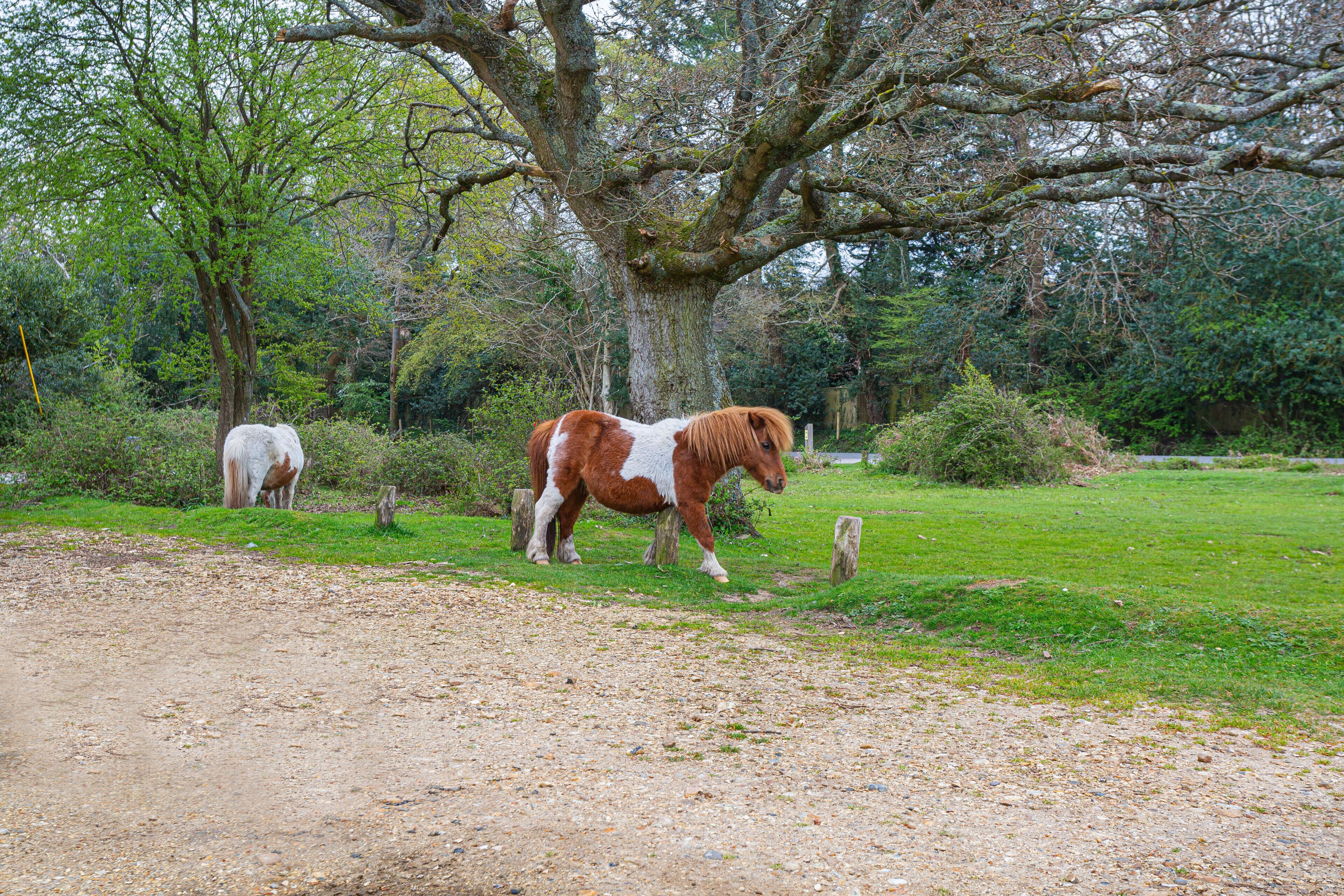 Un caballo pastando cerca de un árbol en un entorno natural.