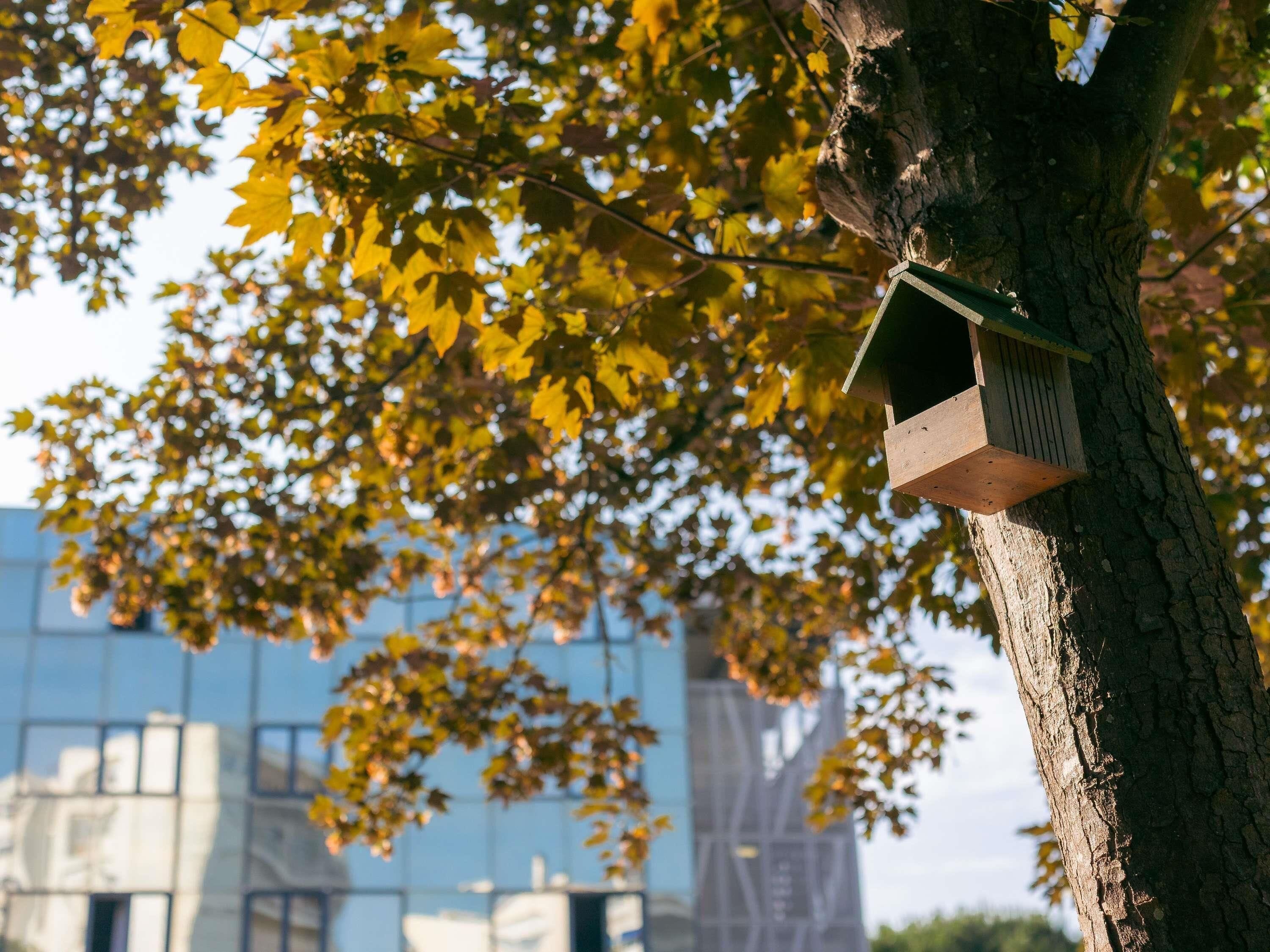 Een boom met een vogelhuisje.