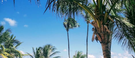 A poolside area with lounge chairs and umbrellas, palm trees, and a view of the ocean.
