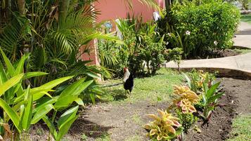 A garden with various plants and a pathway.