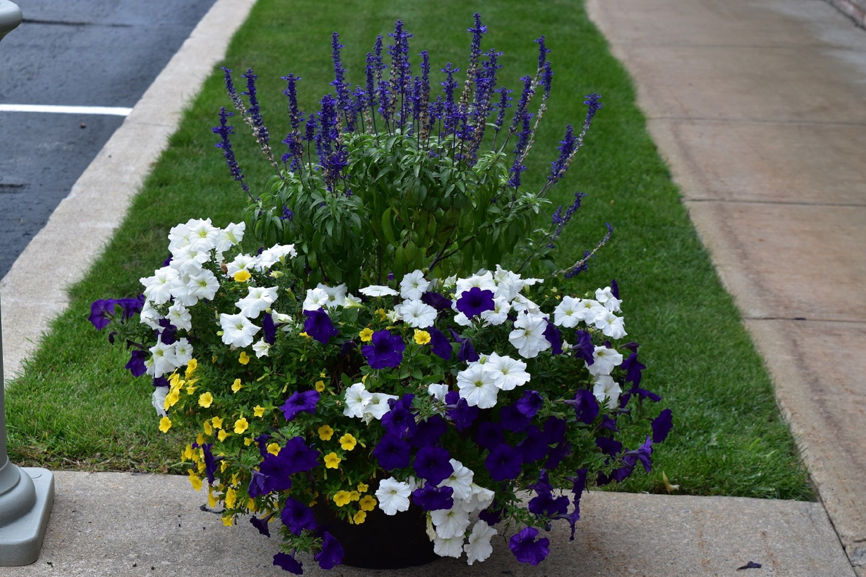 A flower bed with white, purple, and yellow flowers, and green foliage.