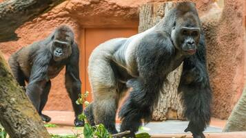 En inhägnad för gorillor med ett bergigt landskap och ett träd.