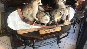 A table with a raccoon figurine and a sign that reads "Moak's Ark". - Days Inn by Wyndham Abilene (Abilene)