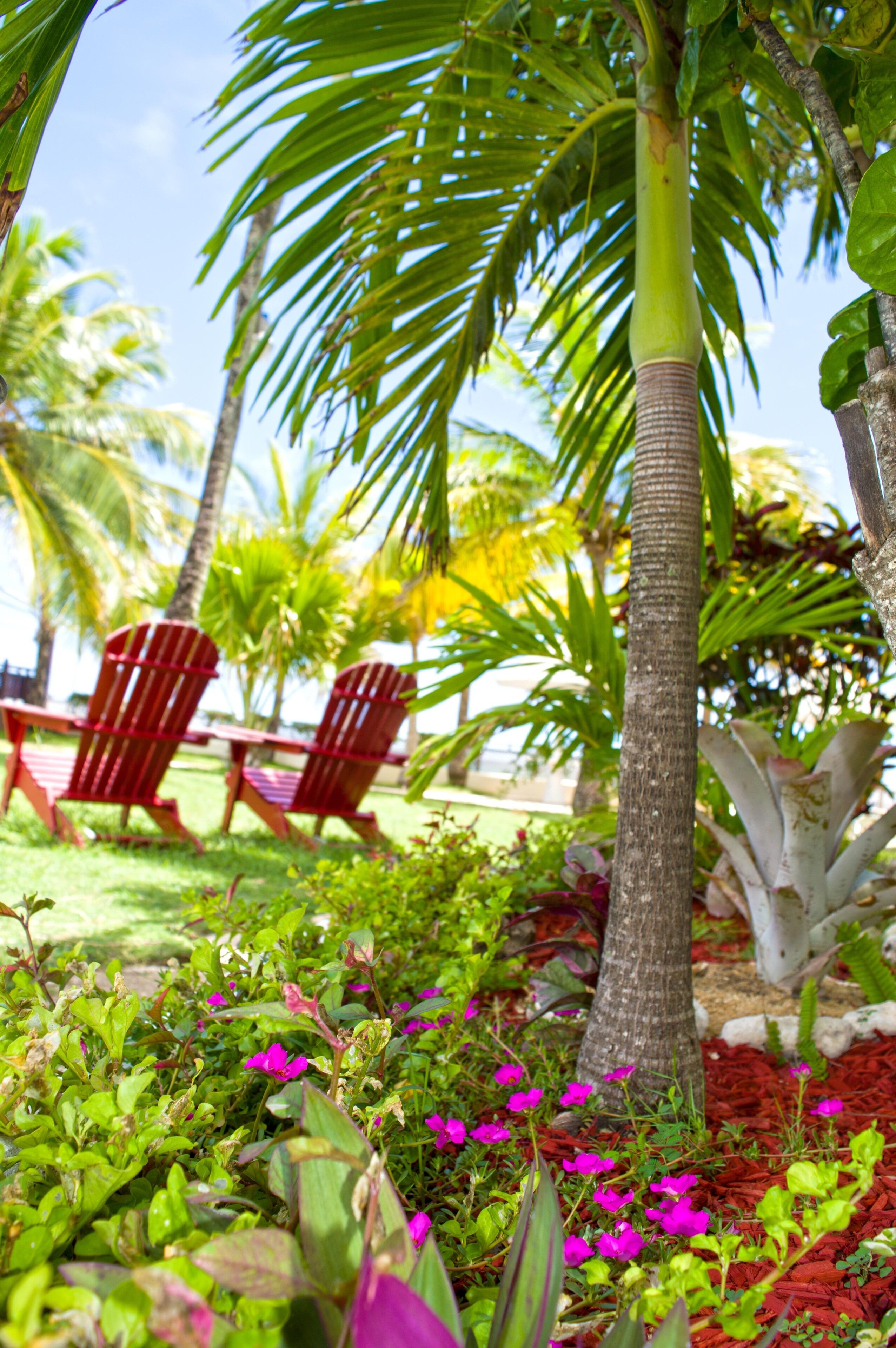 A tropical garden with palm trees, red chairs, and vibrant flowers.