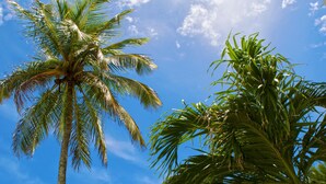 A clear blue sky with palm trees. - Barbados Beach Club Resort - All Inclusive (Maxwell)