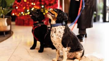 Two dogs on a tiled floor with a blurred background of a red and gold Christmas tree.