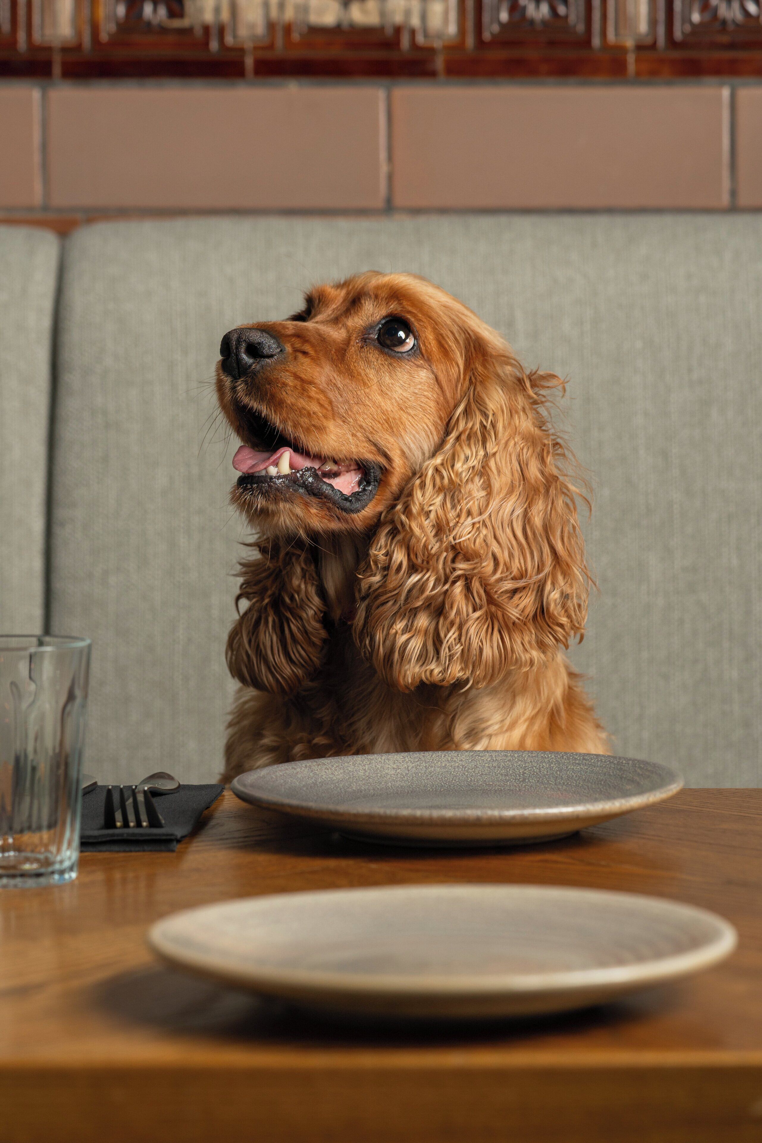 Um cão sentado à mesa com pratos e um copo.