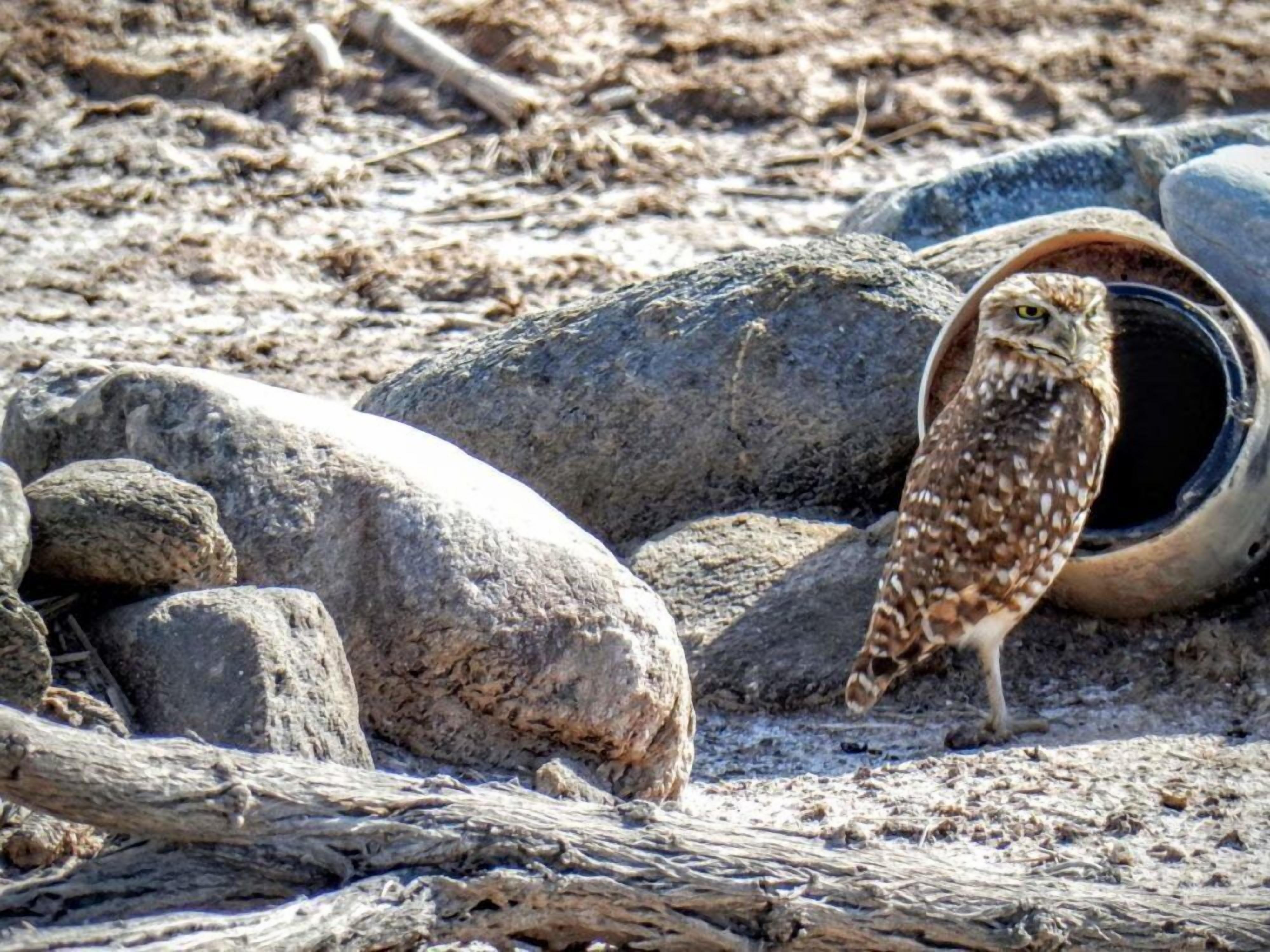 An owl perched on a rock near a large pipe.