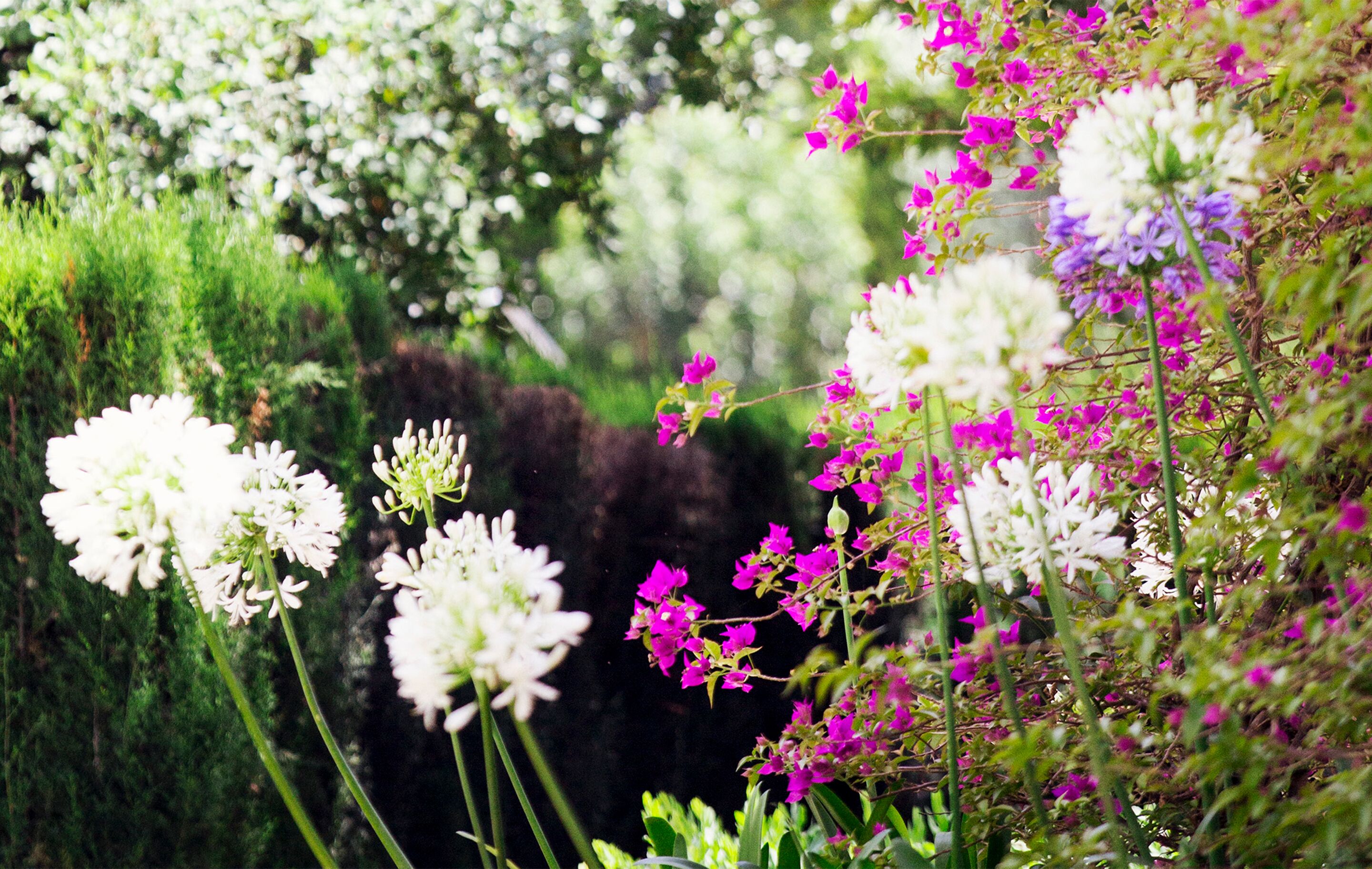 Un jardin agrémenté de diverses fleurs et de plantes vertes.