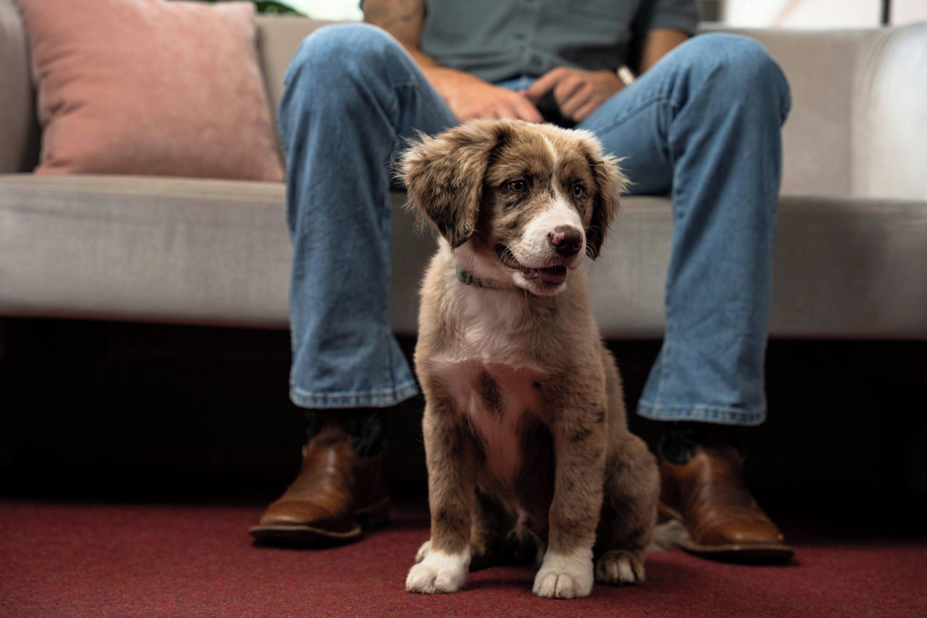 A dog sitting on a carpeted floor with a person sitting behind it.