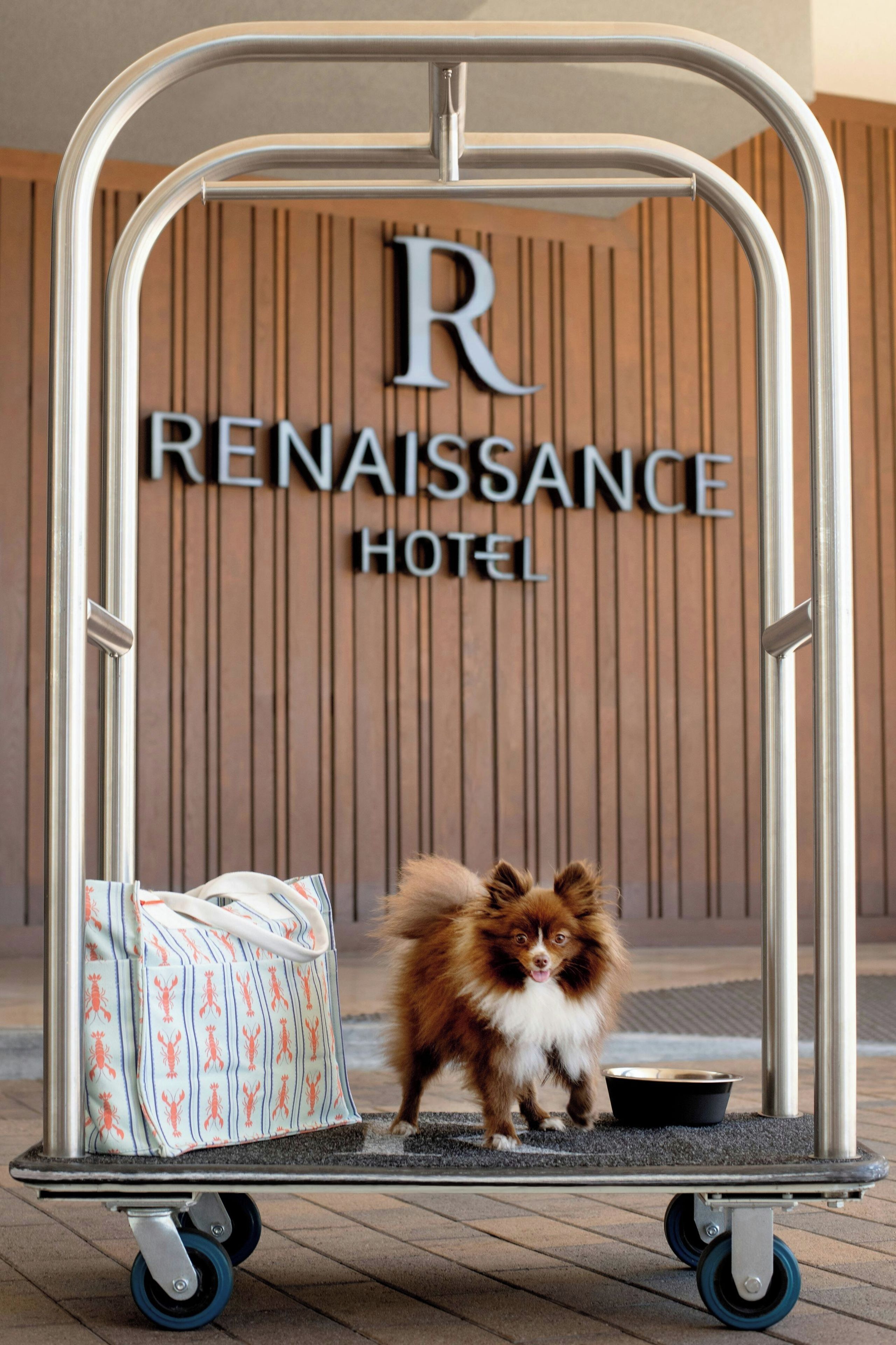 A dog standing in front of a metal cart with a luggage bag, in front of a wooden wall with the text 'Renaissance Hotel' visible.