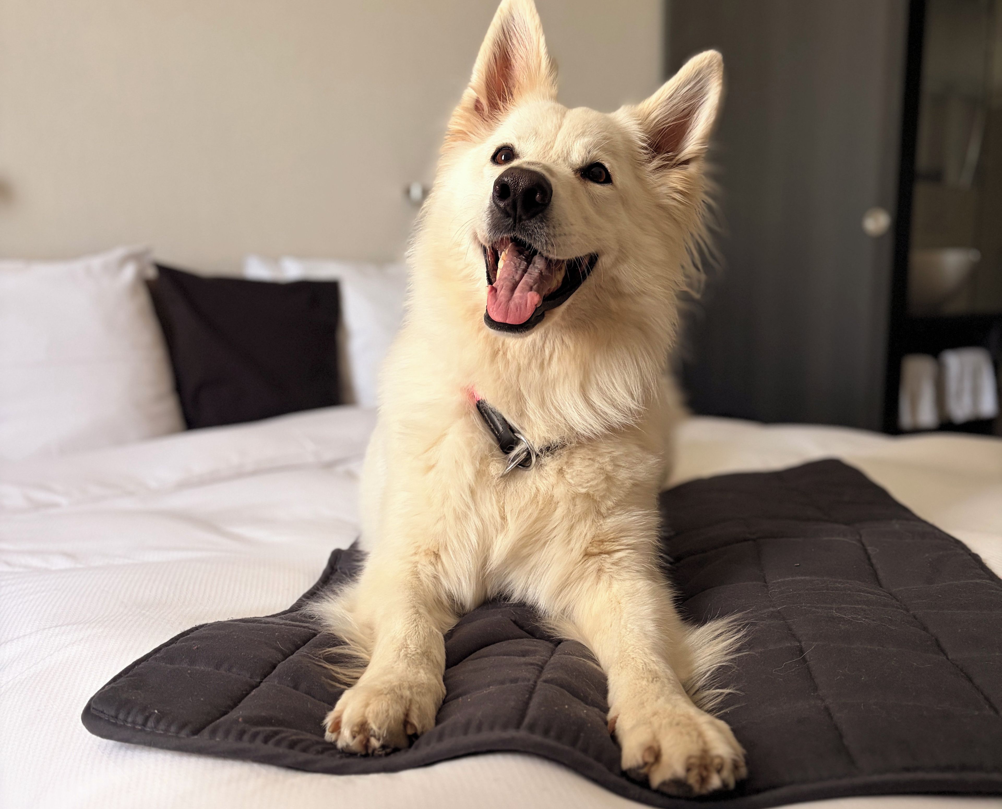 Un chien est assis sur un lit, à côté d’un coussin noir et d’un coussin blanc.