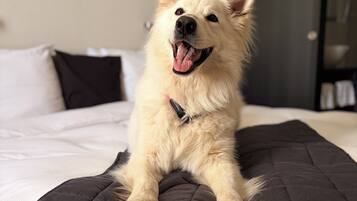 Un chien est assis sur un lit, à côté d’un coussin noir et d’un coussin blanc.