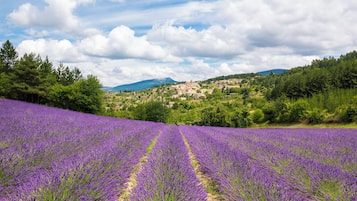 Un campo di lavanda con un villaggio sullo sfondo.