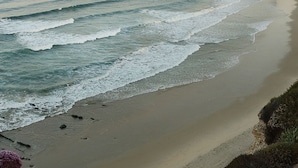 Une plage avec des vagues, un rivage sablonneux et quelques plantes au premier plan.