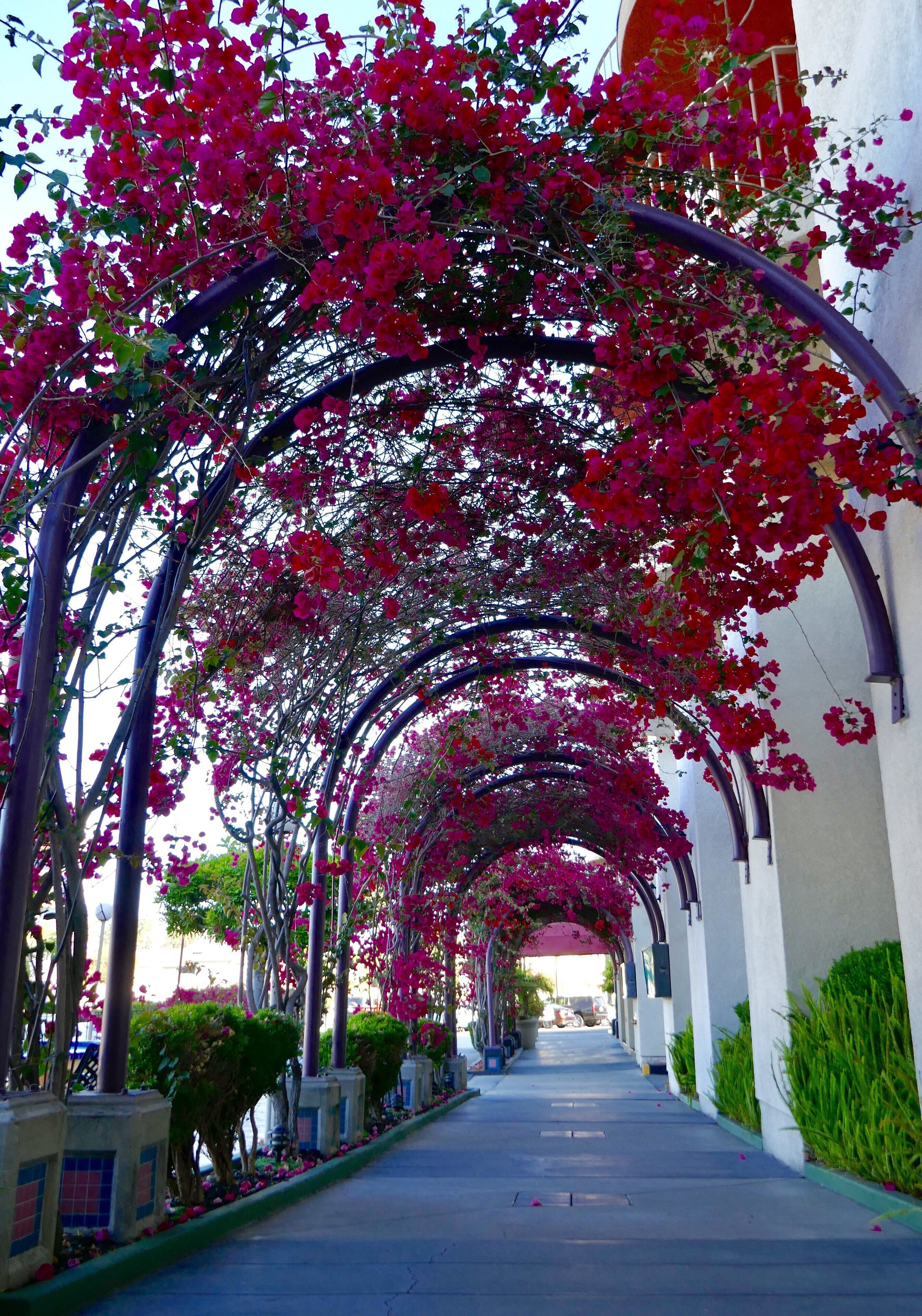 Foto - Golden Sails Hotel