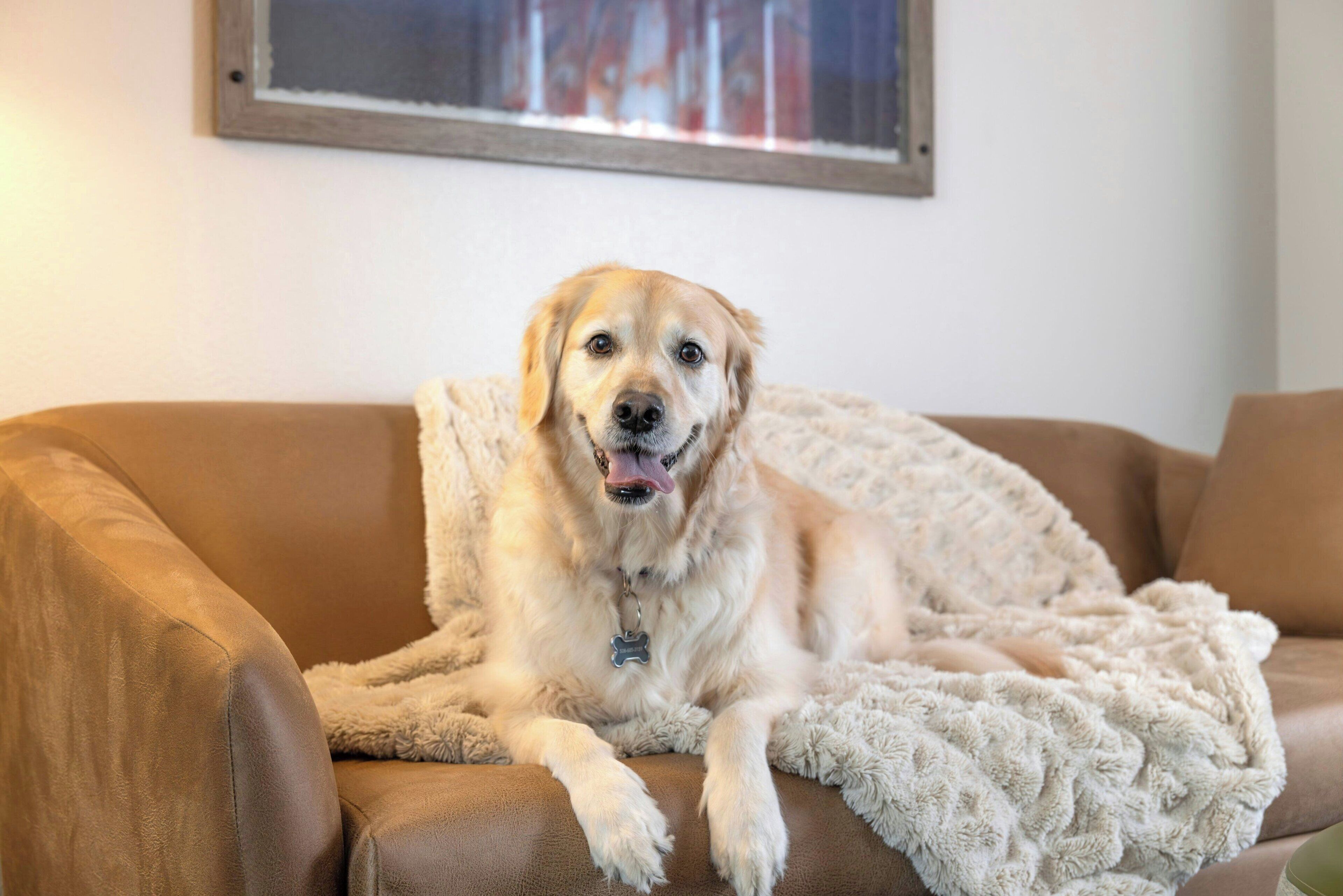 A dog lying on a brown couch with a white blanket.