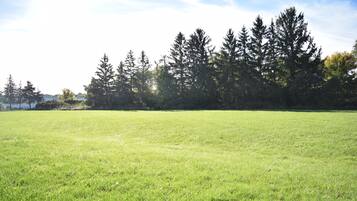 A grassy field with a line of tall trees in the background.