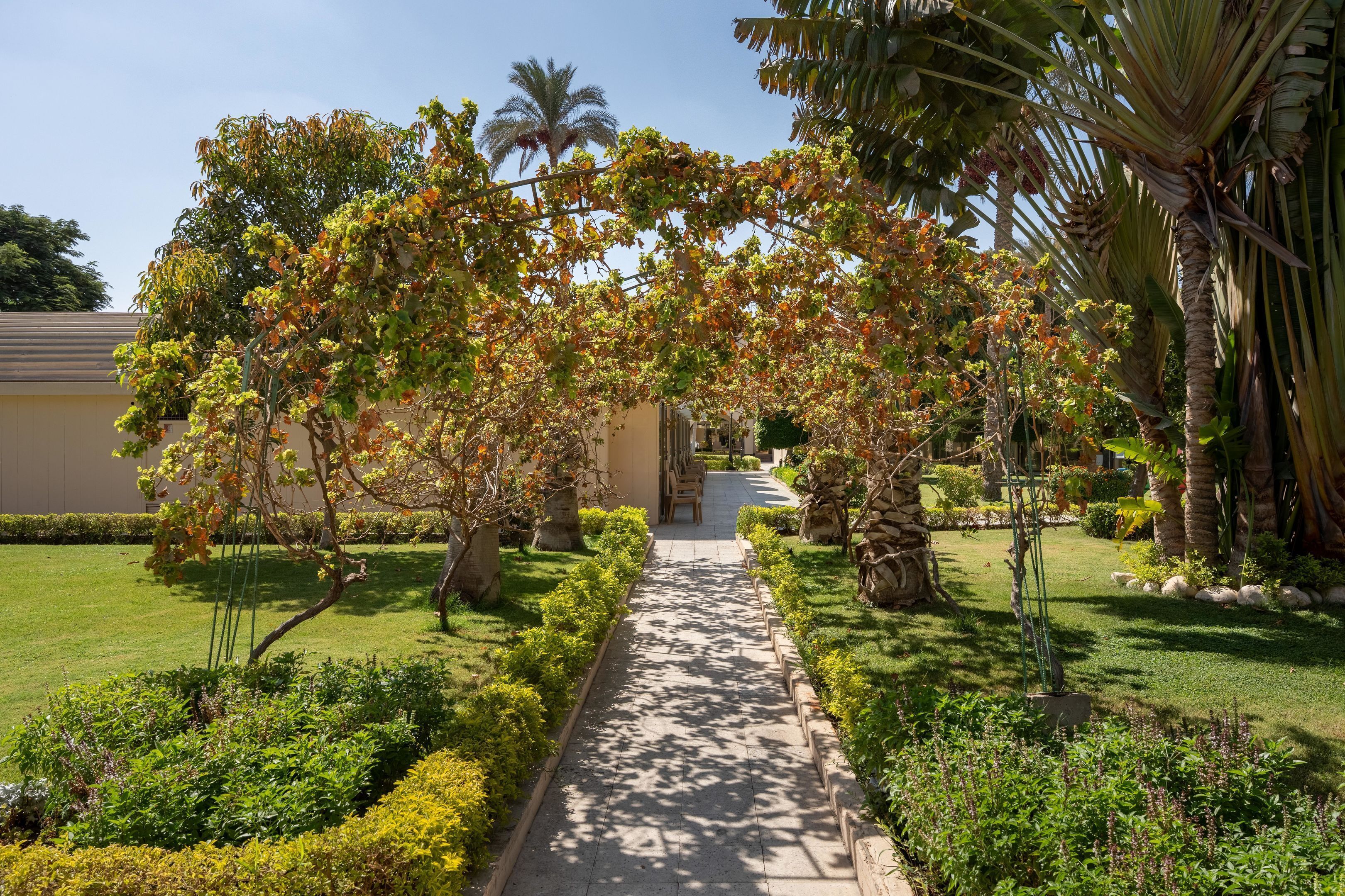 A pathway leading through a garden with palm trees and a building in the background.