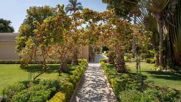 A pathway leading through a garden with palm trees and a building in the background.